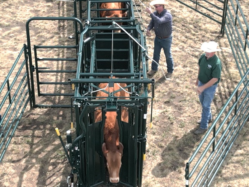 cattle squeeze chute self catch headgate optional hi hog head holder