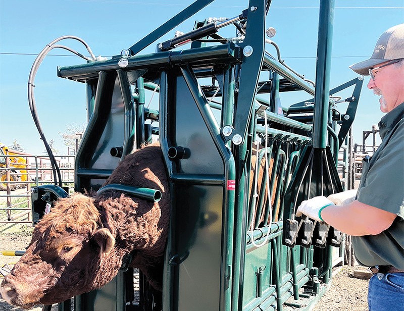 hydraulic head holder hydraulic squeeze chute hi hog cattle handling