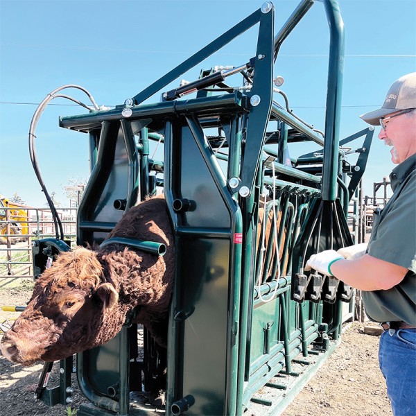 Heavy Duty cattle squeeze chute safely restraining an animal with a hydraulic operated head holder from Hi-Hog