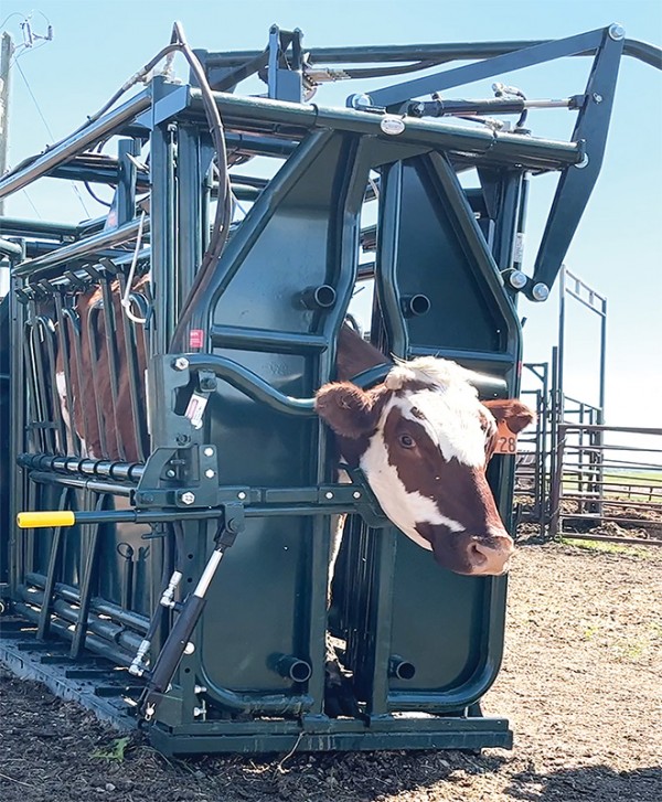 An animal safely restrained using a hydraulic head holder mounted on a heavy duty cattle chute