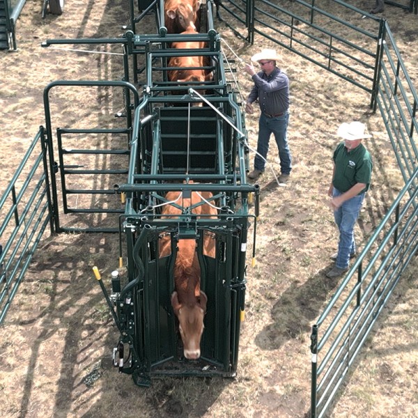 The Quality of Our Product is the Livelihood of our Customers Hi-Hog green Manual PA Squeeze Chute with self-catching headgate and optional head holder restraining a cow during cattle processing.