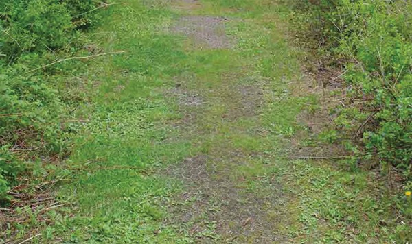 Stable Paths for Daily Use Ranch pathway reinforced with Paddock Slab and seeded with grass, providing durable footing for horses and ATV traffic without disrupting the landscape.