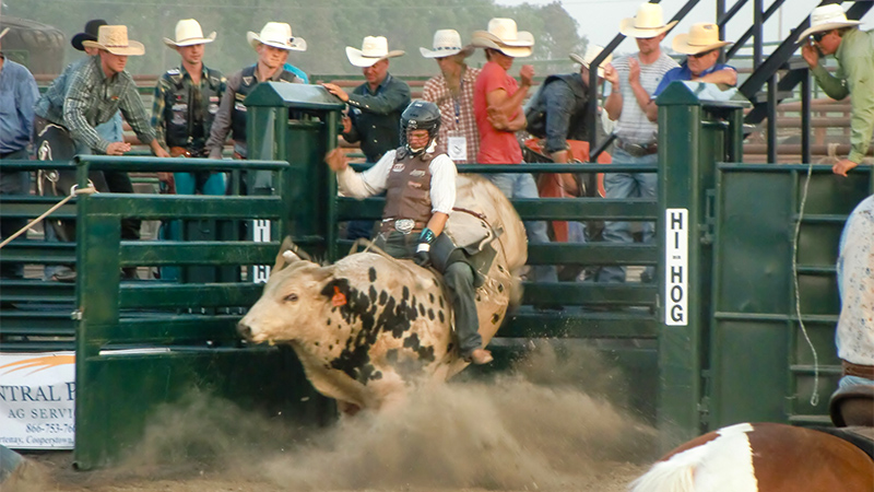 5 Star Bucking Bulls support for Hi-Hog bucking chutes