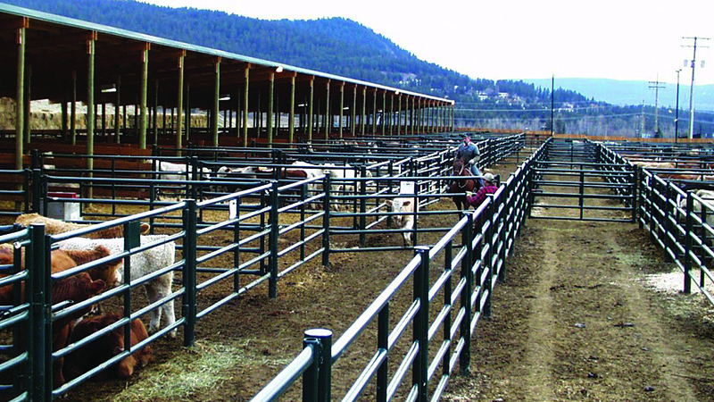 Livestock Auction Barn Logos
