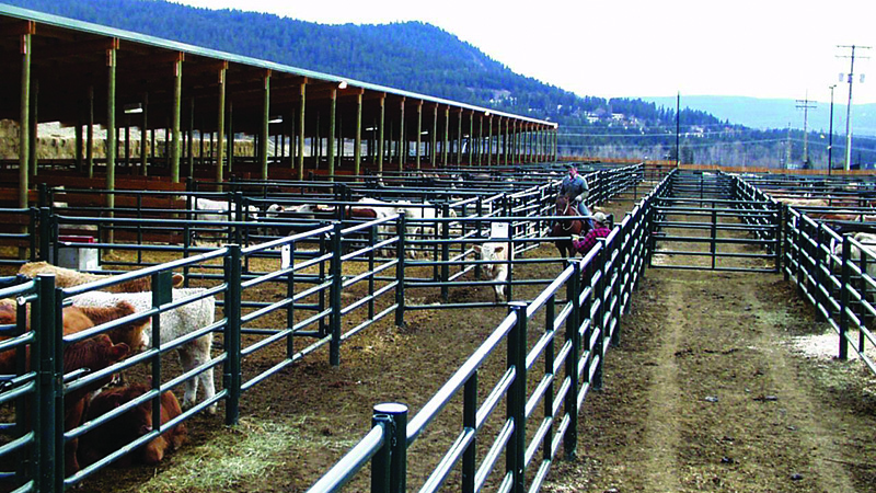 Livestock Auction Mart design and supply service by Hi-Hog