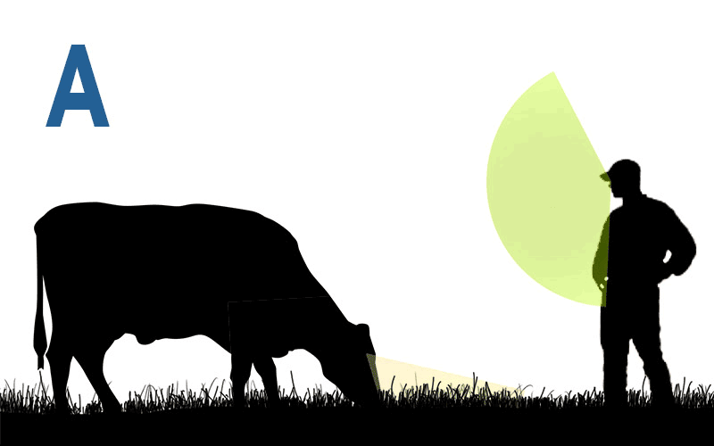 How cattle see the world impacts their behavior 