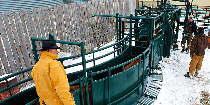 Cattle handling and livestock behavior