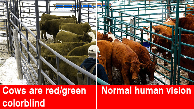 Cattle see the colors red and green as shades of grey.