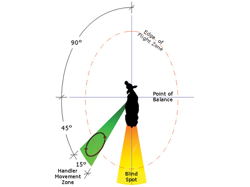 Correct position for livestock handler to work the flight zone