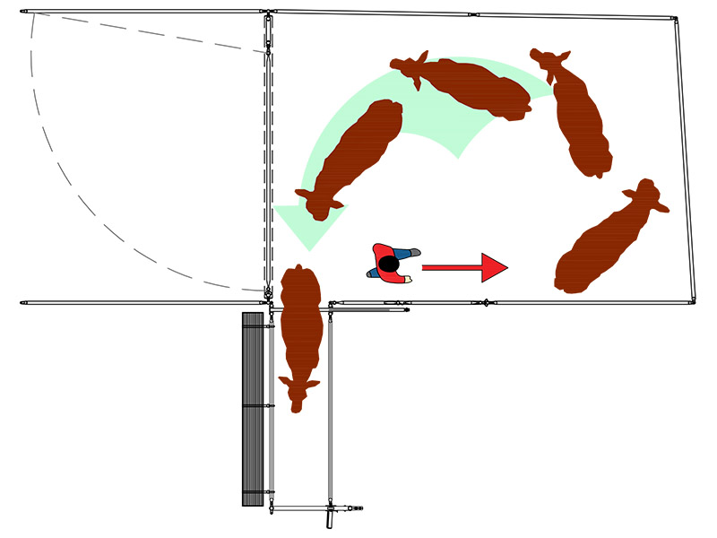 How to efficiently move livestock in a Bud Box