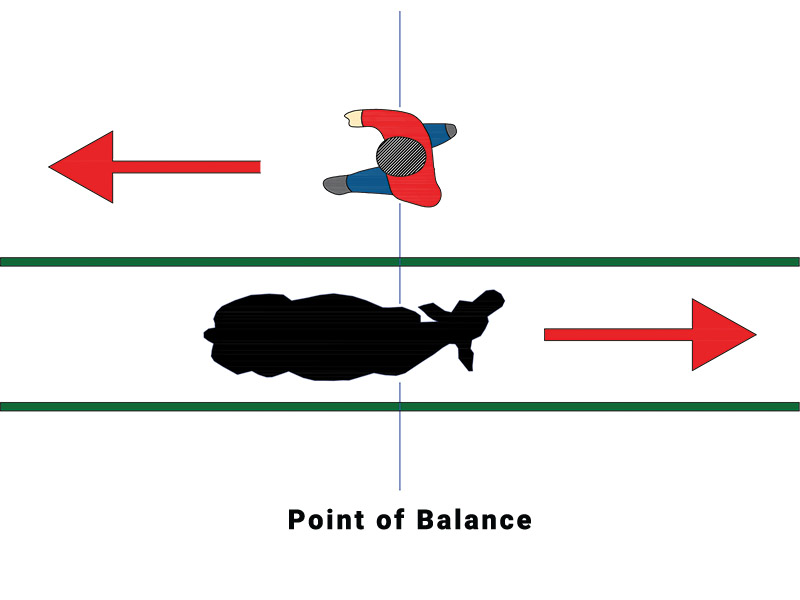 Contained livestock move in the opposite direction of the handler