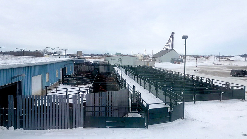 Hi-Hog Livestock Auction Market Design & Supply