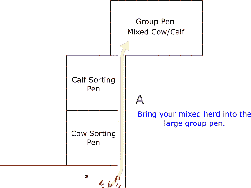 How to sort your calves from your calves