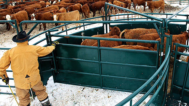 Hi Hog crowding tubs, cattle sweeps and Bud Boxes