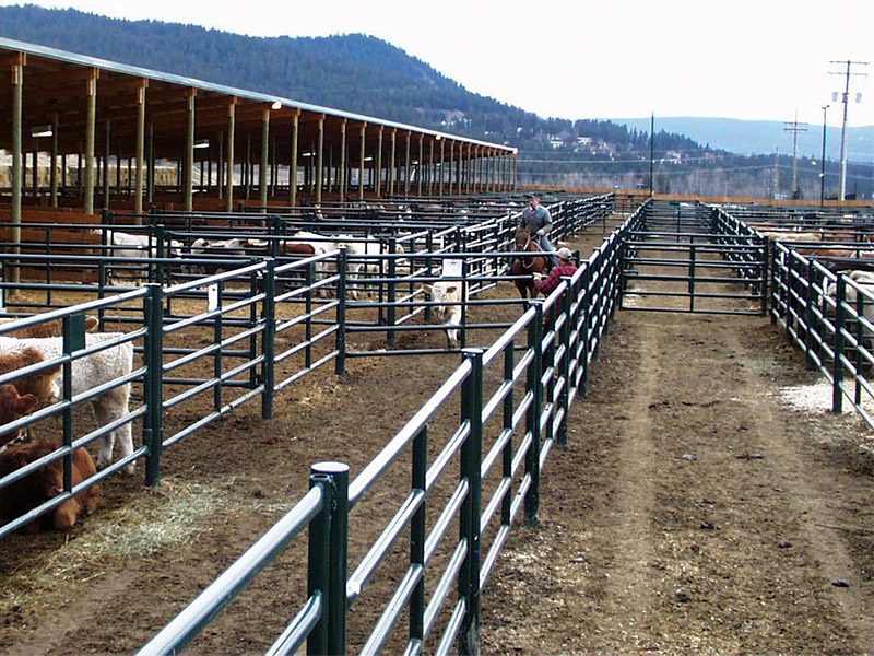 Hi Hog custom livestock auction market design service