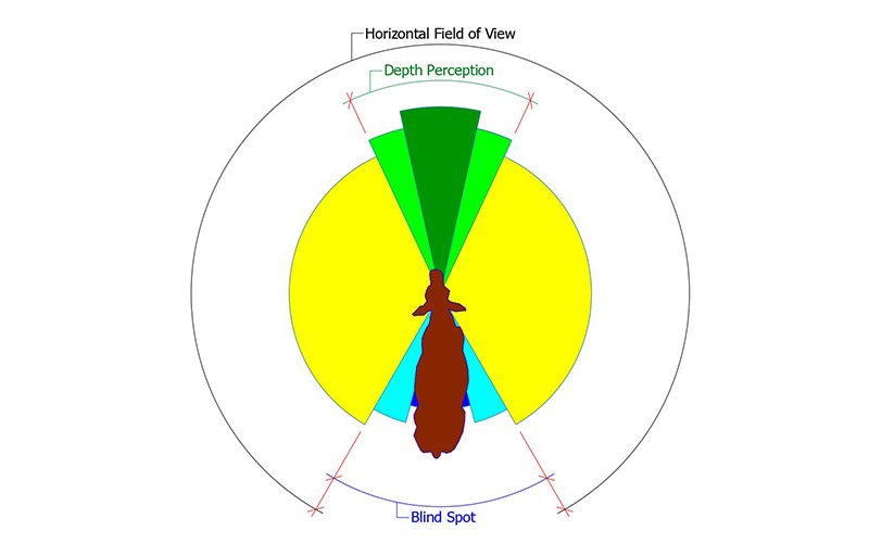 Horizontal field of view in beef cattle