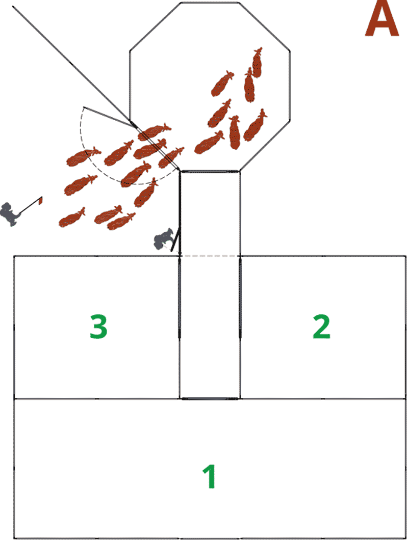 Sorting cattle with a sorting hub and alley