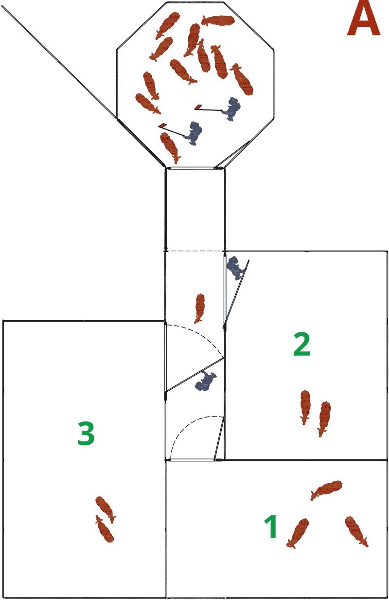 Sample Hi-Hog cattle sorting with a sorting tub and alley