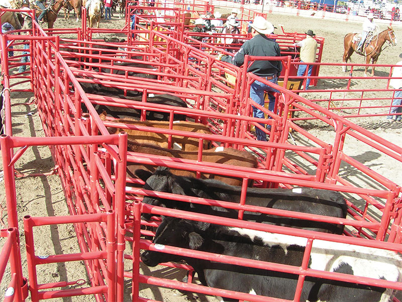 Sorting Arrow - Hi-Hog Rodeo Equipment