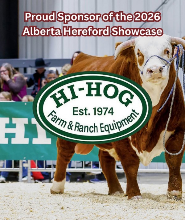 Celebrating outstanding Hereford cattle Hereford bull in a show ring sponsored by Hi-Hog, the outstanding brand.