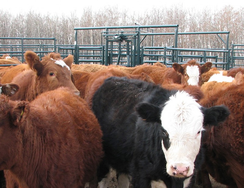 Hi Hog livestock equipment and system design