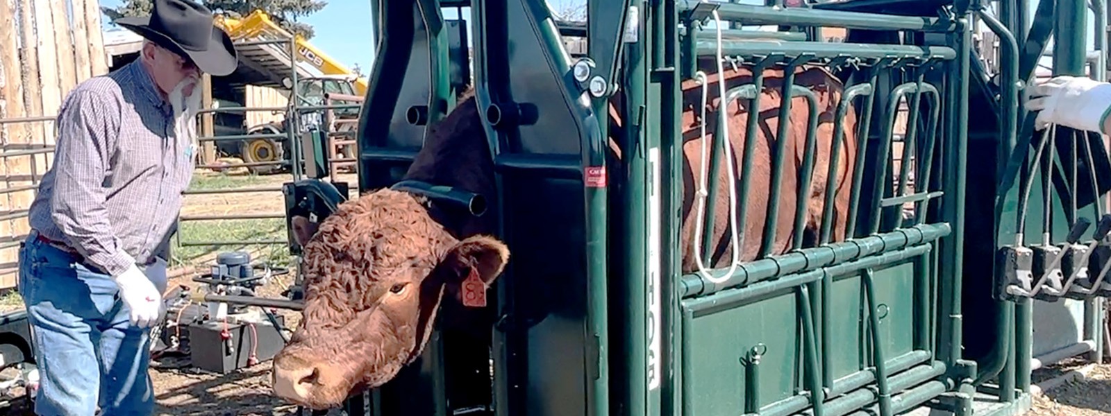 hydraulic cattle squeeze with head holder hi hog cattle handling feature