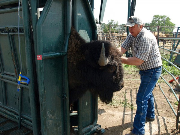 Bison rancher safely tagging his livestock for identification and treatment records.