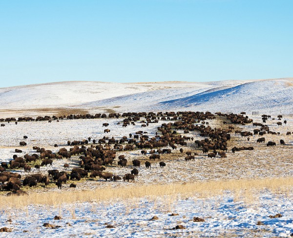 Safe bison handling requires patience, preparation and the right equipment. A controlled environment helps make routine animal care safer for everyone involved.