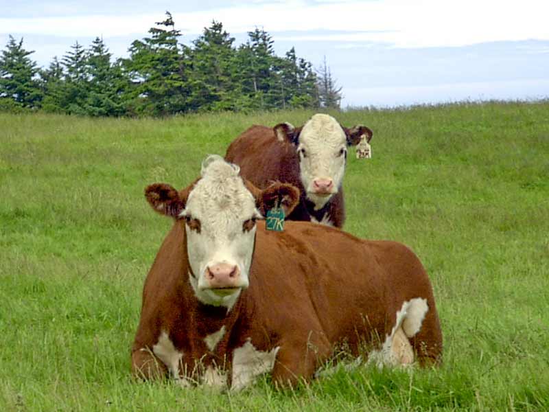 Hi Hog Calving Equipment 02