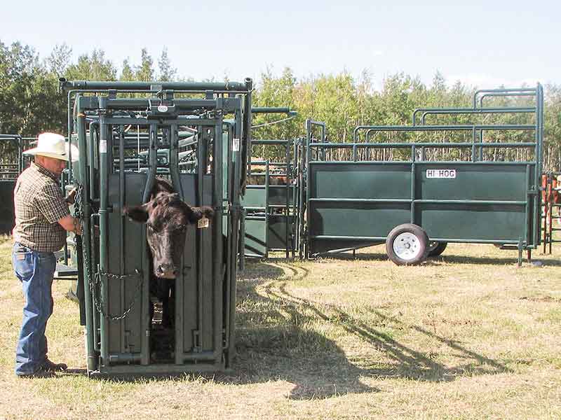 Hi Hog Cattle Handling Equipment v2