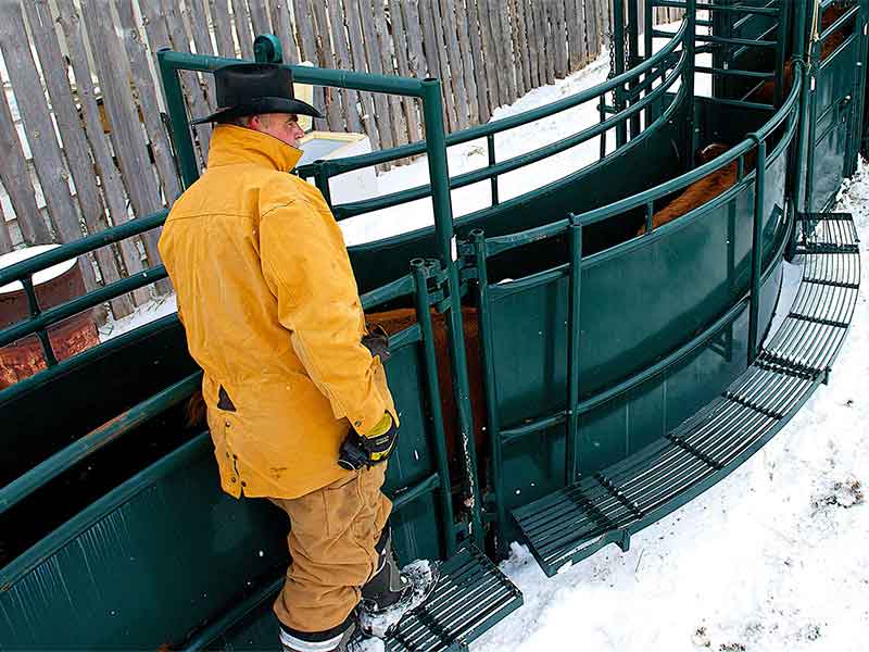 Hi Hog Cattle Working Alleys 01