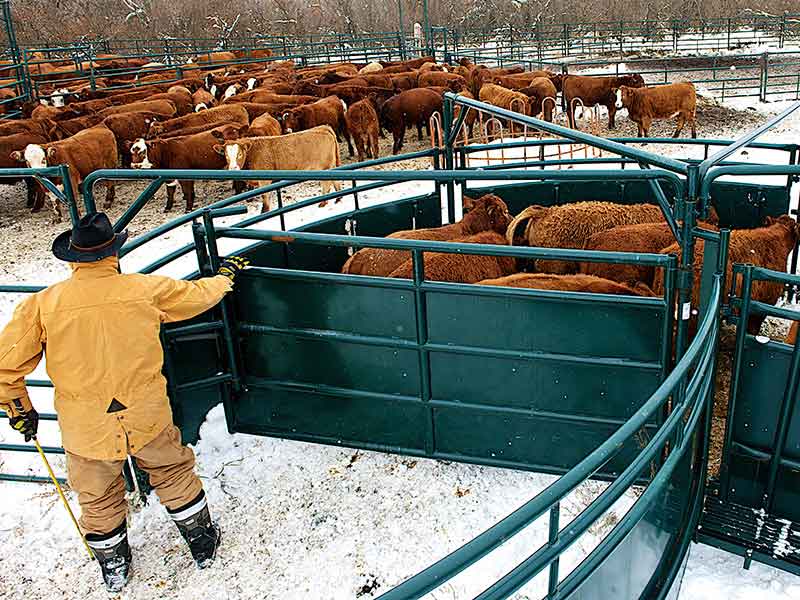 Cattle Handling Equipment » Hi-Hog