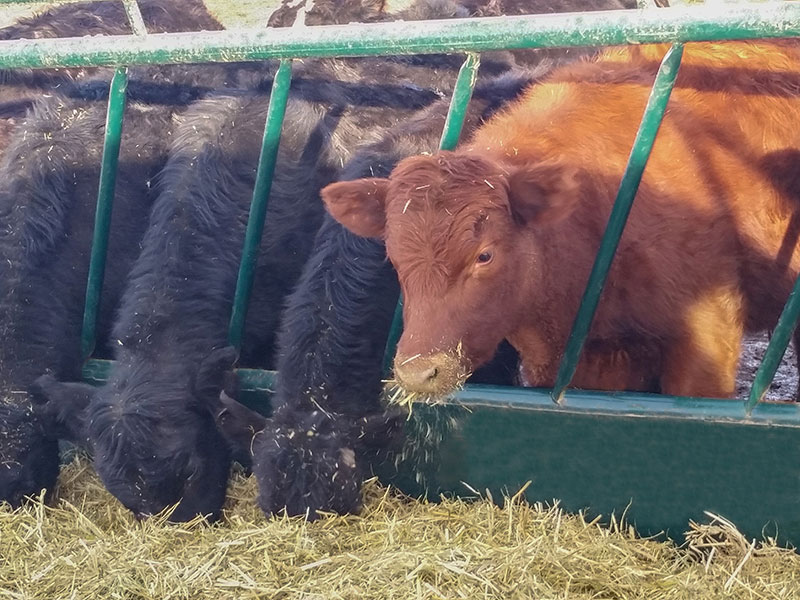 Hi Hog Fence Line Livestock Feeder Panels R1
