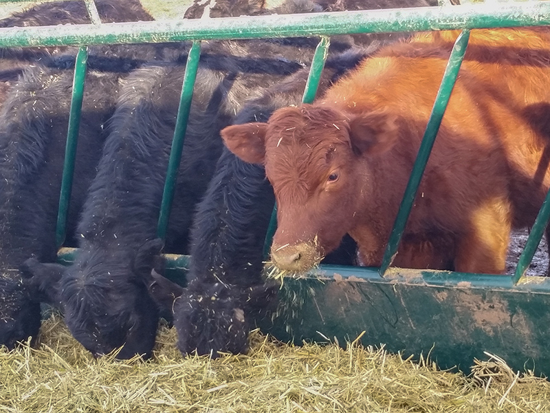 Hi Hog Fence Line Livestock Feeder Panels