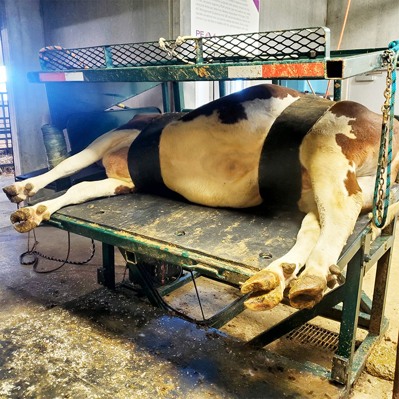 Hi-Hog's Bull Tipping Table secures the animal firmly, minimizing the risk of injury during hoof trimming or veterinary procedures. a tipping table for animal hoof trimming from Hi-Hog