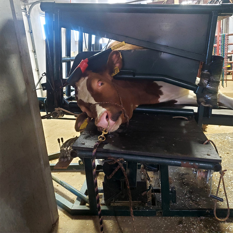 Hi-Hog's Bull Tipping Table has a robust pivot system to handle the tipping motion smoothly without wobbling. a bull tipping table from Hi-Hog Farm & Ranch Equipment