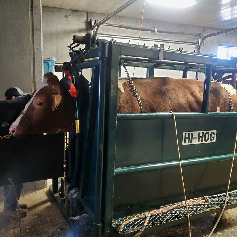 Suitable for hoof trimming, branding, dehorning, vaccination, and other veterinary care. A heavy duty Bull Tipping table from Hi-Hog Farm & Ranch Equipment