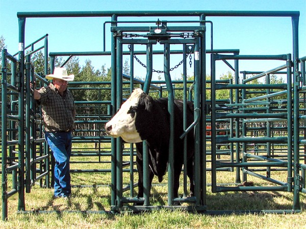 One man operation with Hi-Hog's Self Catching Headgate is essential for a 3:00am winter calving session. Image of a cow secured in a Hi-Hog Maternity Pen featuring a self catching headgate, complete access with split panels manufactured in Canada using heavy duty North American Steel Tubing.
