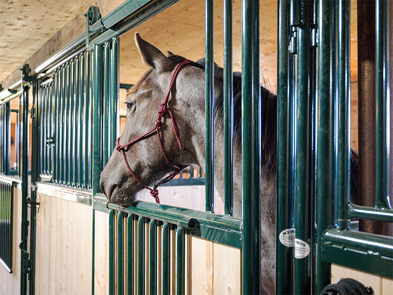 Contact Hi-Hog at 1-800-661-7002 to kickstart your Horse Stall design project. Premium Equine Box Stalls from Hi-Hog provide strenth, beauty, and safety in your Equine Facility.