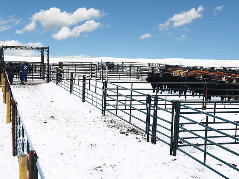 Hi Hog Corrals Livestock Handling Gates Panels Cattle Handling Ranching
