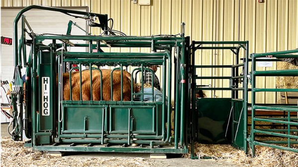 Complete access for your veterinarian through a straight or an 1560 Adjustable Palpation Cage. A cow being treated by a veterinarian in a Hi-Hog Cattle Handling Squeeze Chute using Access from an adjustable Palpation Cage.