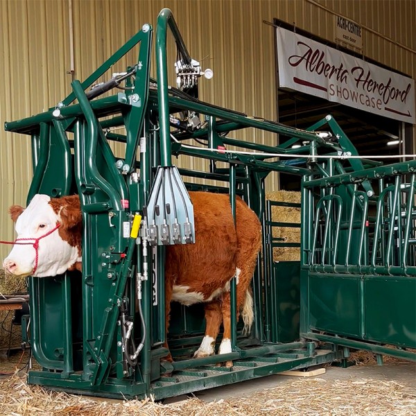 Complete access to the entire side of the animal with the use of a #1565 blocking bar. A veterinarian having access to the entire side of an animal using a Hi-Hog cattle squeeze chute.