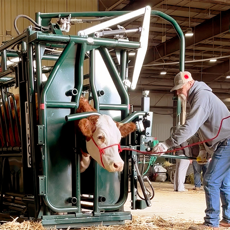 A device for calming cattle prior to veterinarian care