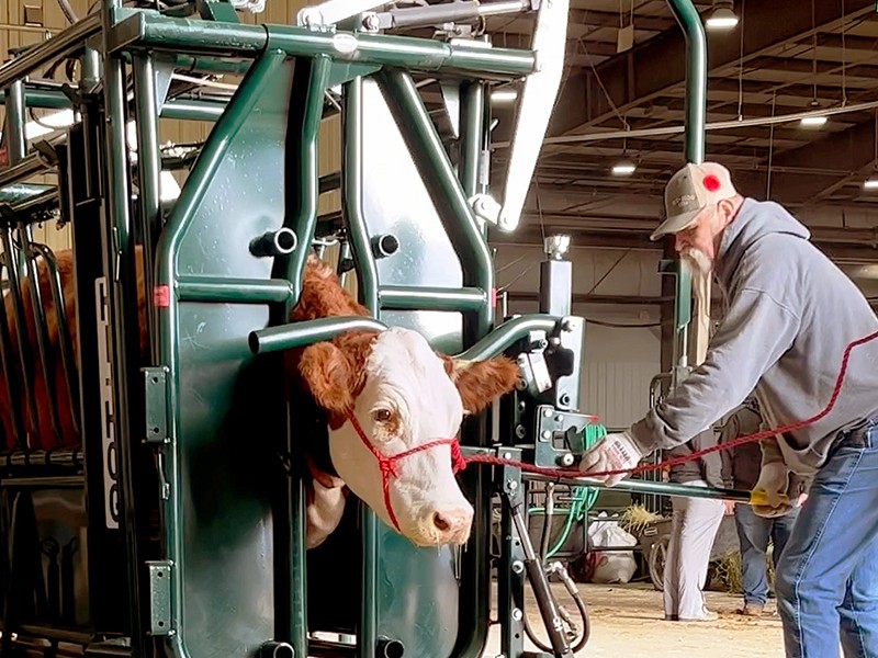 Hi Hog Head Holder 1535 Hydraulic Squeeze Chute 1556 Cattle Handling