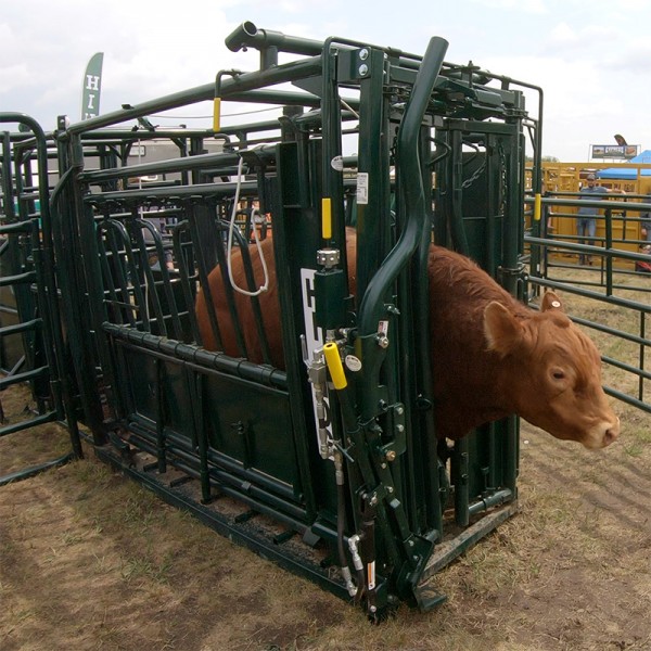 Quickly set the self-catch head gate width to the size of the animals you will be processing. With the stanchion width set, you are ready to efficiently work your animals in the lead-up alley. A cow is safely secured in a Hi-Hog Cattle Squeeze Chute in preparation for veterinary care.