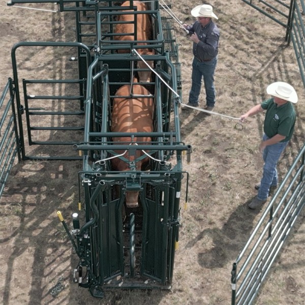 Hi-Hog’s chute is very simple and easy to operate to ensure you can process your livestock as quickly as possible with a minimum of stress, for both you and your livestock. A cow safely held in a cattle squeeze chute for veterinary care